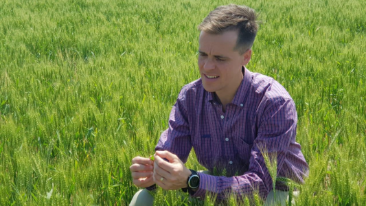 Estrategias preventivas para royas y manchas en estado latente