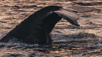 Identificaron al velero que embistió a una ballena en el Canal Beagle