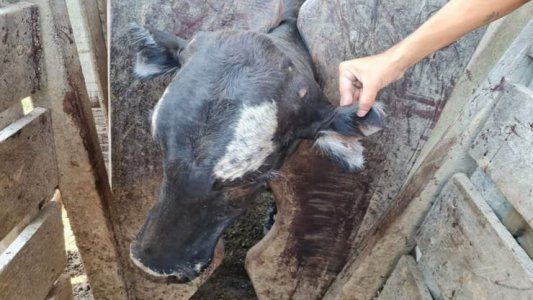 El otro “Robo del siglo”: abigeato millonario en Santa Fe, con animales mutilados y hasta un exdiputado detenido