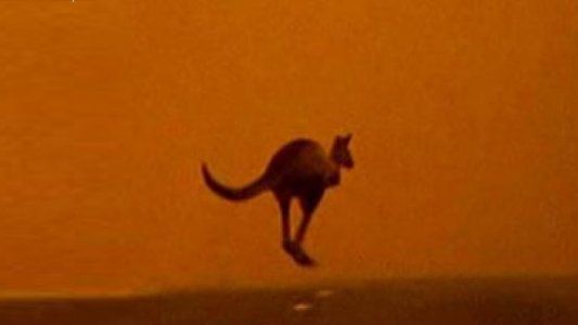 Más de 480 millones de animales murieron por los devastadores incendios en Australia