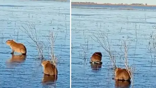 Video: se congelaron los Esteros del Iberá y los carpinchos aparecieron patinando sobre el hielo