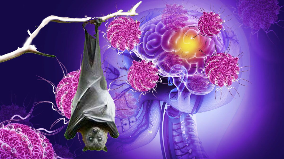 La India dio oficialmente una buena noticia sobre un virus que se desarrollaba de la misma manera que el de la pandemia de 2020. (Foto: A24.com)