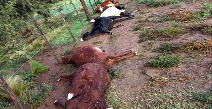 La Pampa: una centella mató 21 vacas en un campo