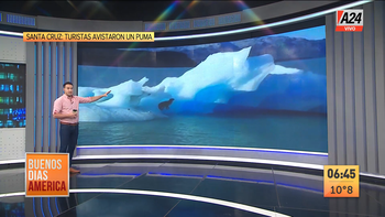 Se vio a un puma suelto en un Iceberg de hielo