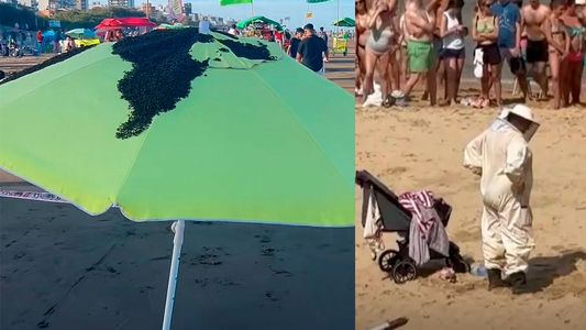 Terror en la playa: enjambre de avispas atacó un balneario y se volvió viral
