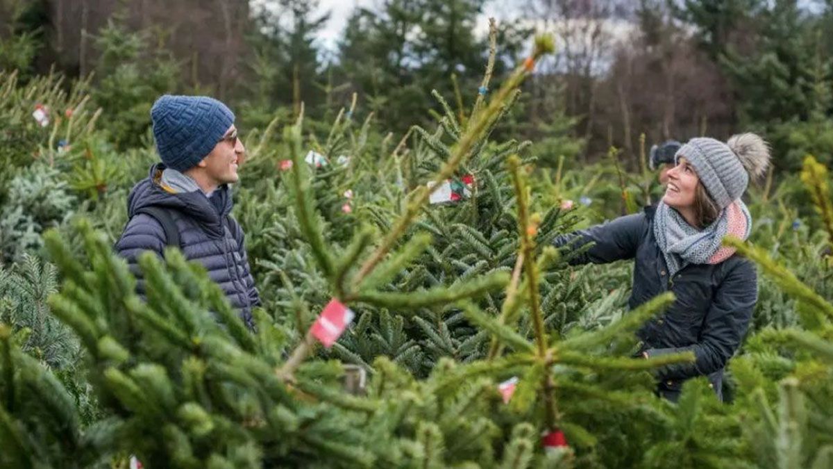 Los lugare&ntilde;os ya no pueden ir a buscar - como cada a&ntilde;o - el &aacute;rbol de Navidad al bosque de Forest Lodge. Por eso, los vecinos protestan contra los pr&iacute;ncipes de Gales. (Foto: Gentileza Hola)