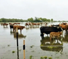 Alerta en el río Paraná: la desesperación de los ganaderos por las inundaciones en el Litoral