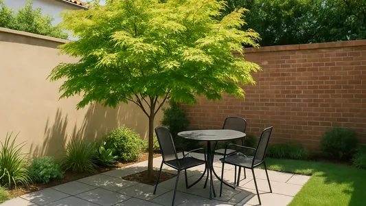 El árbol ideal para patios chicos: da sombra en verano, resiste la sequía y no rompe el piso