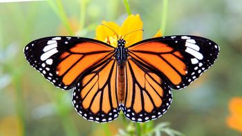 Increíble: así es la metamorfosis de una mariposa monarca