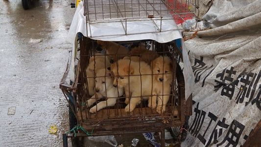 China: comienza el Festival de Carne de Perro