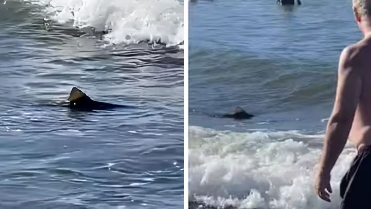 Terror en Mar del Plata: un tiburón sorprendió a los turistas