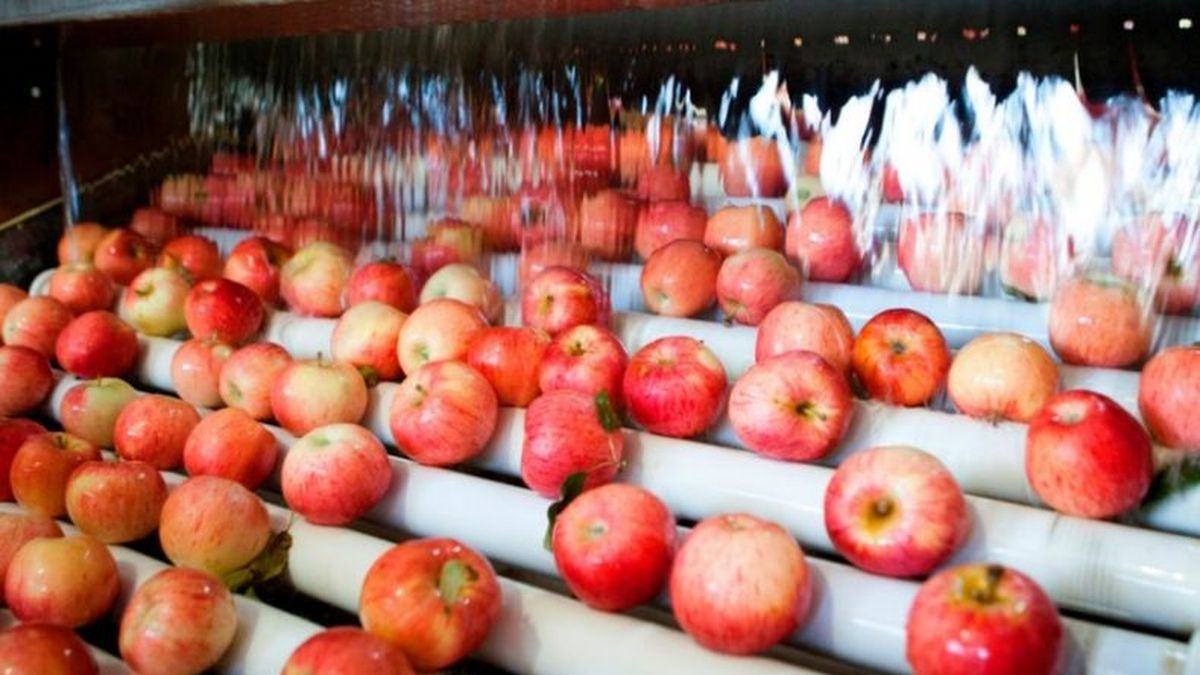El registro responde a los requerimientos de la Organización Nacional de Protección Fitosanitaria (ONPF) de los países importadores de frutas argentinas. (Foto archivo) 