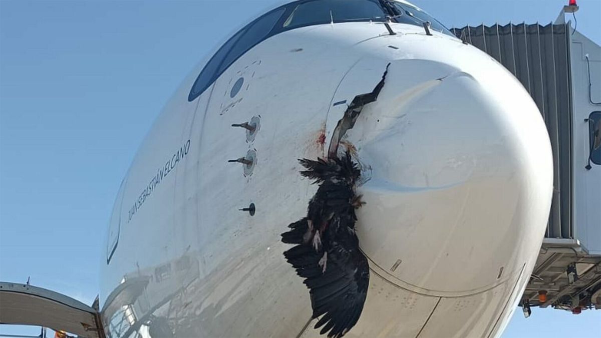Así quedó el avión de Iberia tras sufrir el impacto del buitre en pleno vuelo.