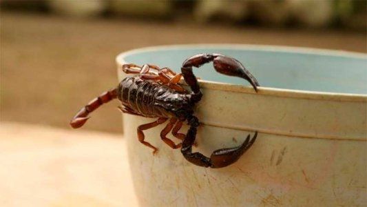 Murió un bebé de 9 meses tras la picadura de un alacrán