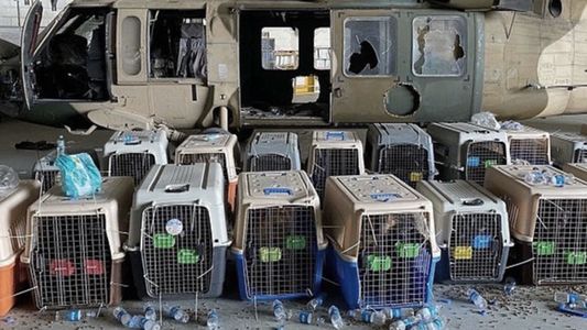 Denuncian que Estados Unidos abandonó a sus perros de servicio en Kabul
