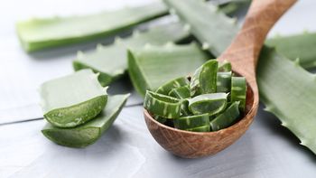 Aprende a reproducir Aloe vera con estos trucos sencillos de jardinería