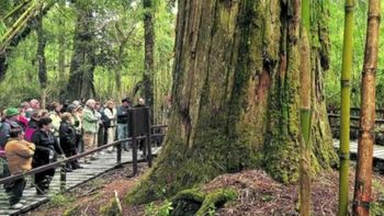 Incendios en la Patagonia: el fuego avanza cerca de El Abuelo, el alerce milenario del Parque Los Alerces