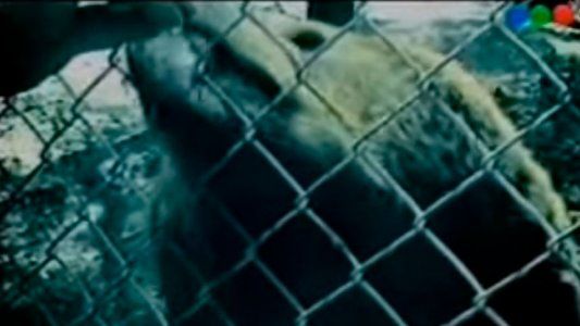 30 años después: qué pasó con el caso del oso que le arrancó un brazo a un nene en el zoo de Cutini