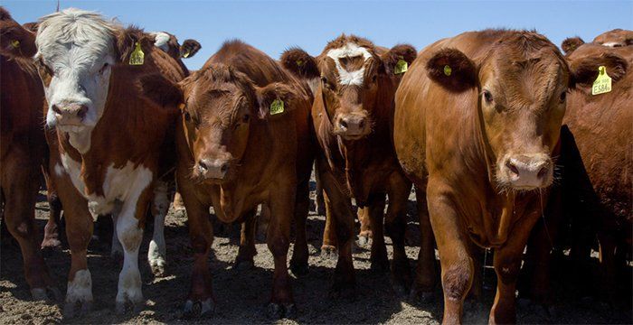 Cómo entender los números del stock vacuno argentino