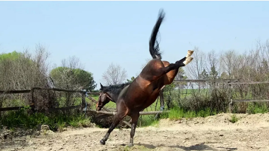 Un nene de 4 años murió al ser arrastrado por su caballo