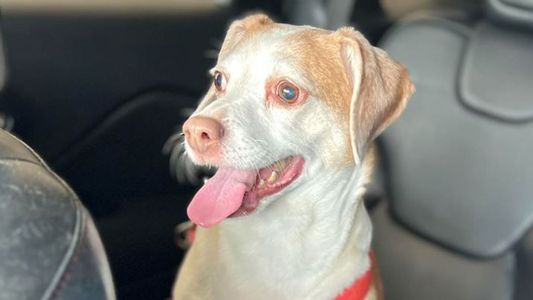 Abandonó a su perra de 14 años en el aeropuerto porque no podía llevarla en el avión