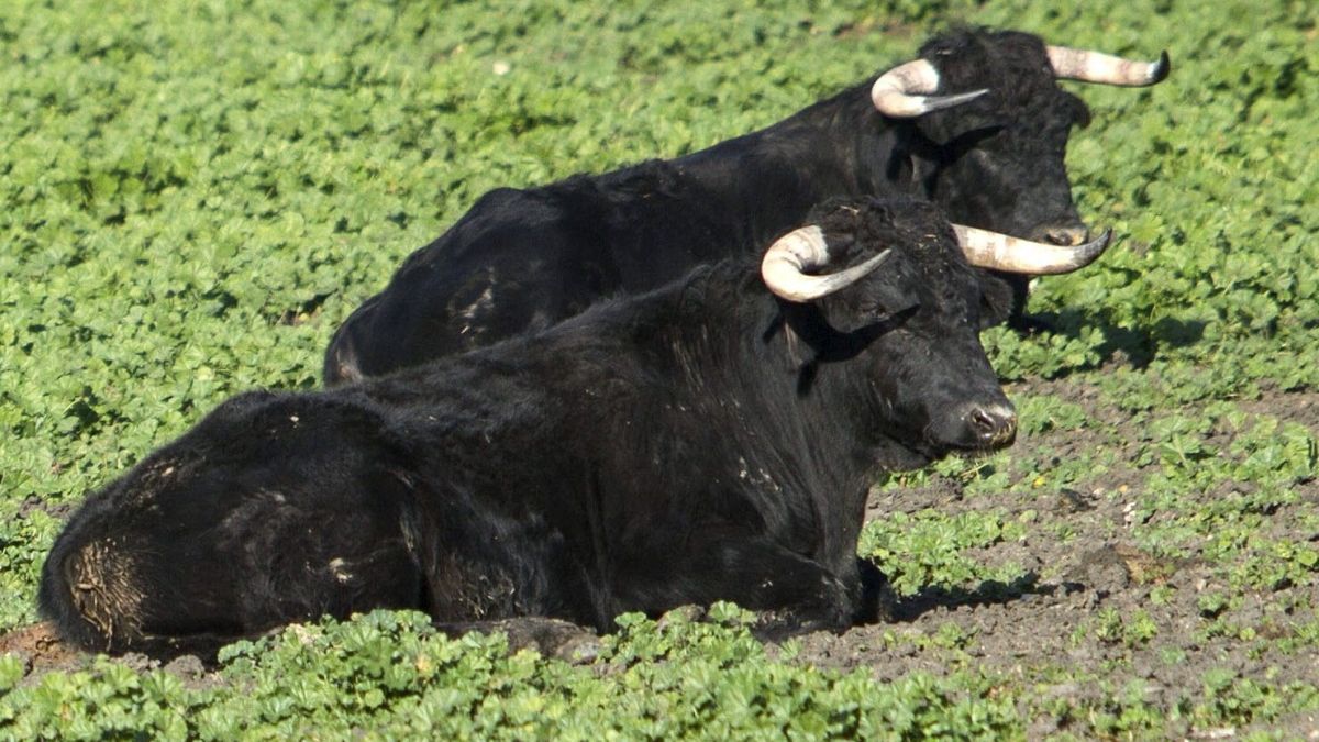 La Aduana precisó que en 2022 se importaron embriones de toro por un monto total de US$ 14.700.000 (Foto: EFE).