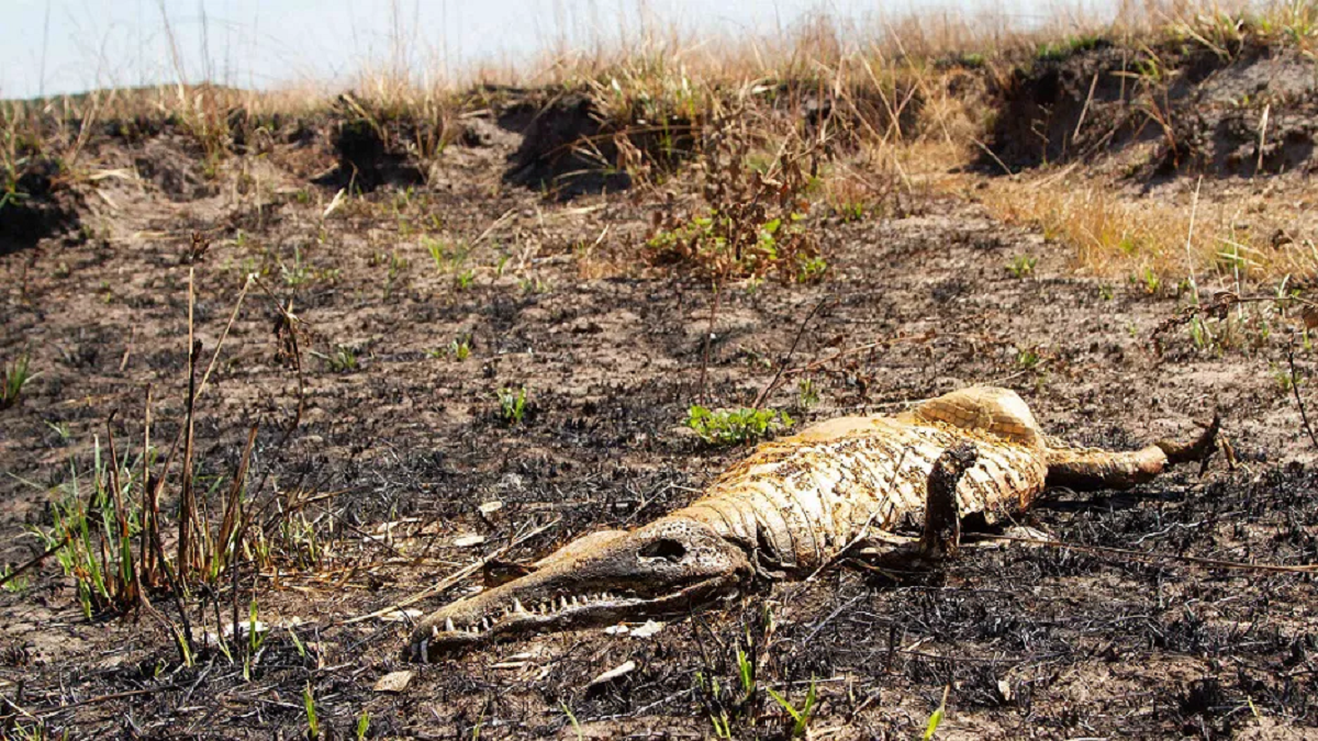La fauna local sufrió las consecuencias de los incendios en Corrientes.   