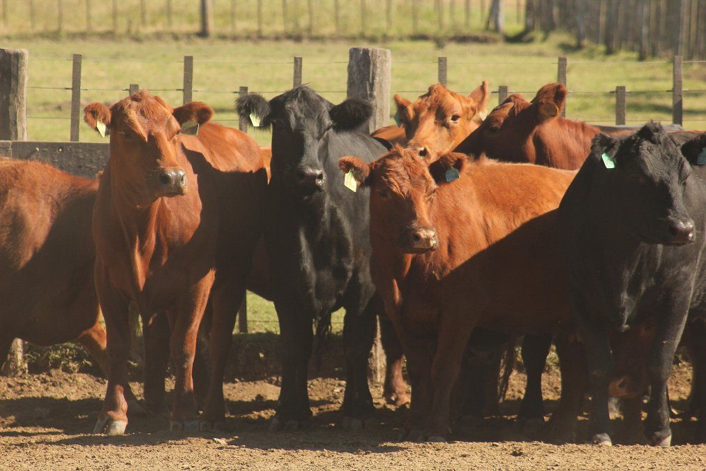 La carne y las exportaciones