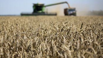 La cosecha de trigo ya superó la mitad de la superficie, con una marcada mejora en los rindes