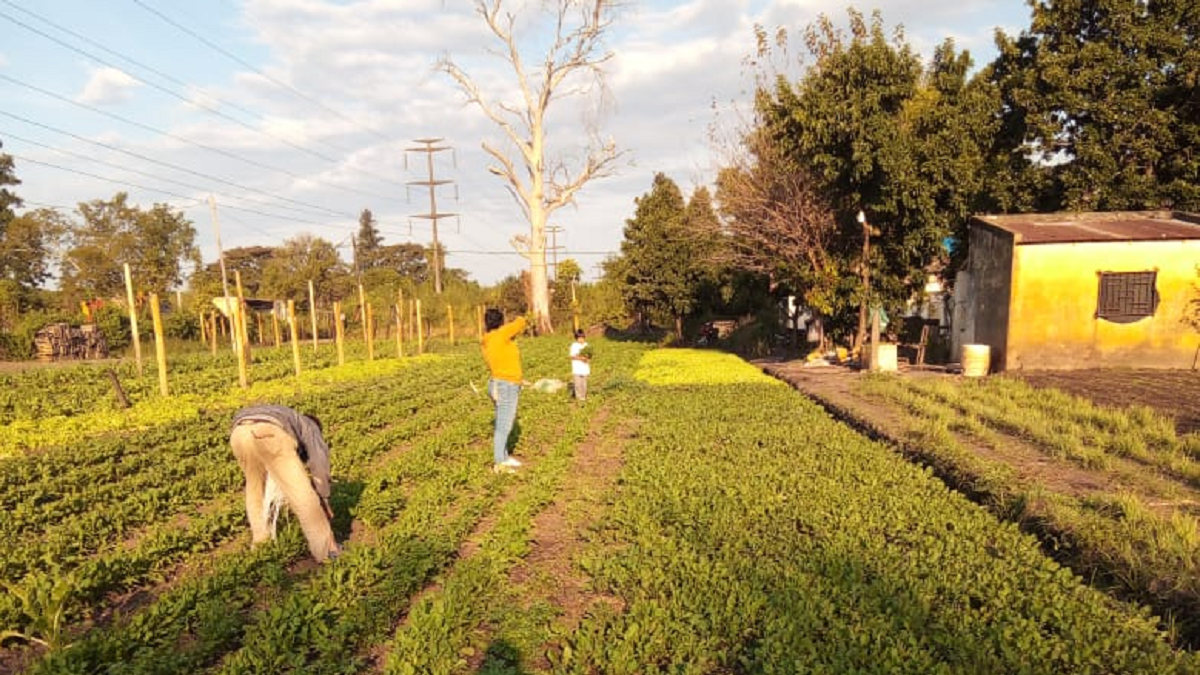 La huerta está en el terreno recuperado de esta escuela abandonada. José vive ahí desde chico. Proyectos como este colaboran con la recuperación del suelo y son centrales para el medioambiente.