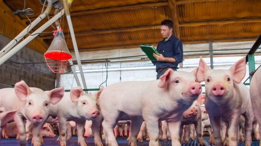 El Ministerio de Economía oficializó la creación de un programa de compensación para productores de porcinos