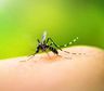 Mosquitos: la explicación científica de por qué te pican a vos más que a otros