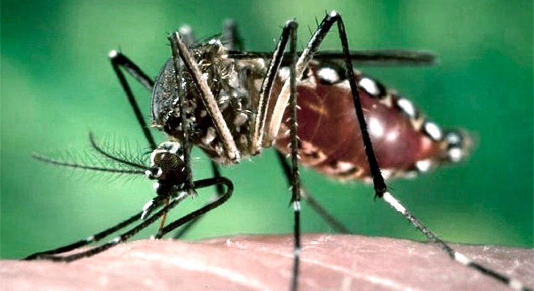 Preocupación por el brote de dengue: ¿cuál es el tratamiento? (Foto: archivo)
