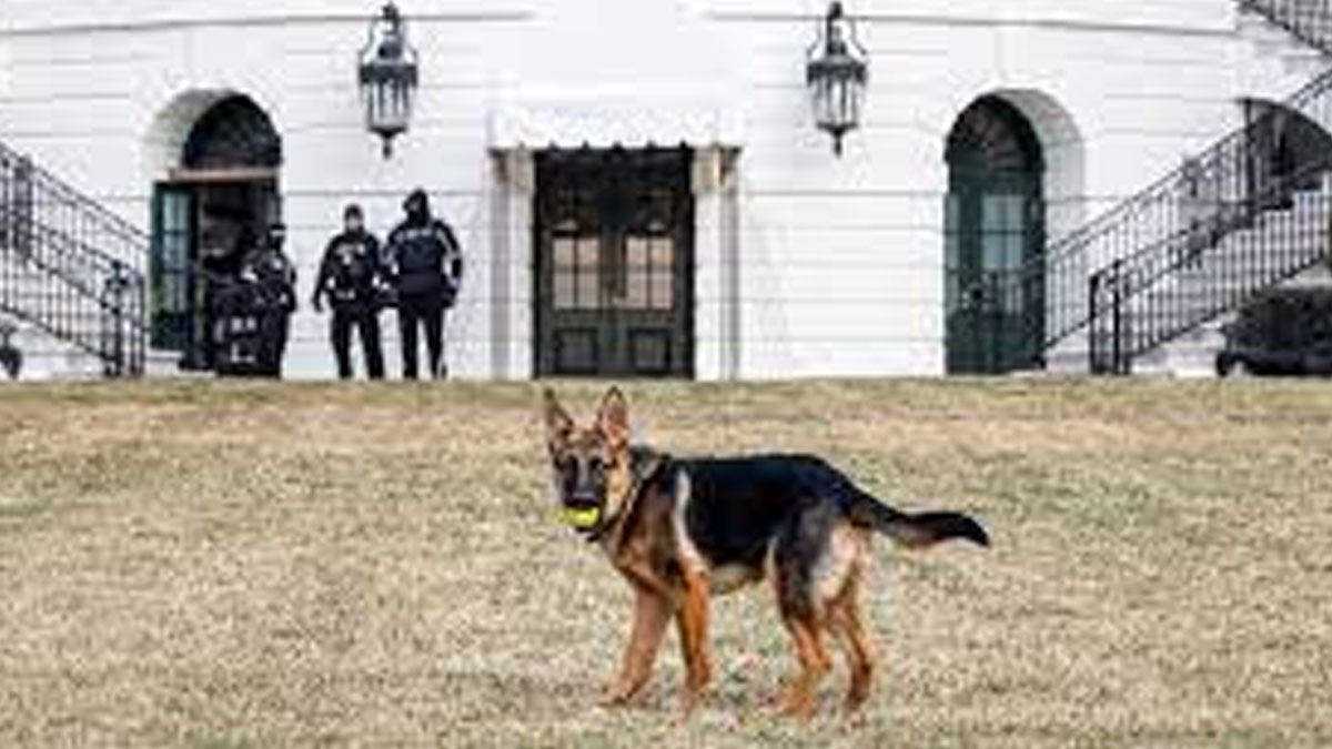 Perro de Biden a mordido ha 10 personas en la Casa Blanca 