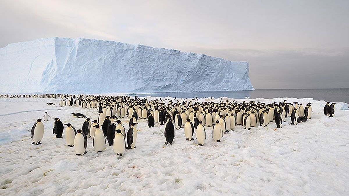 Los investigadores alertan del riesgo de que los pingüinos desaparezcan completamente del Cabo Denison en los próximos 20 años.