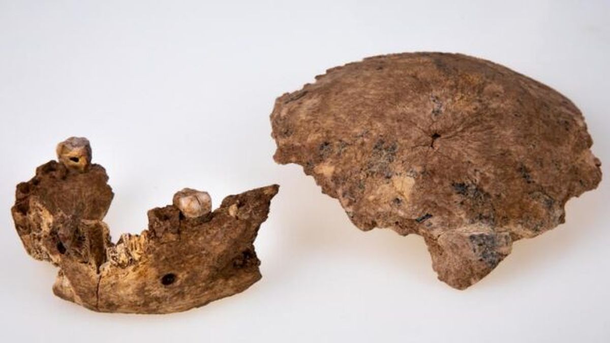 Descubren nueva especie humana que vivió hace 130 mil años