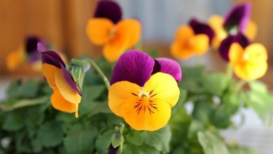 Plantas perennes y anuales