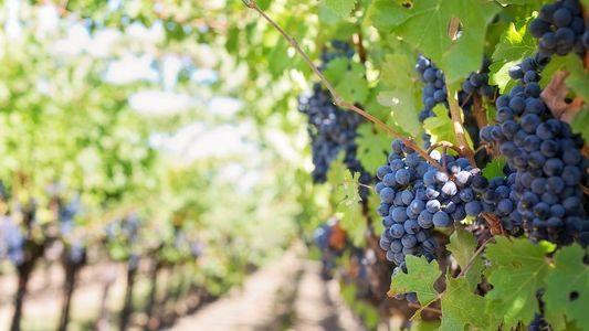 El Gobierno aprobó programa del BID para financiar productores vitivinícolas: ¿en qué se usará?