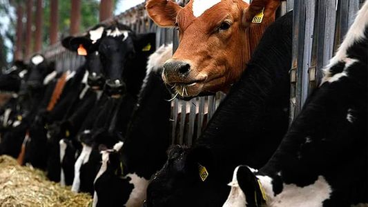 Brasil analiza un caso sospechoso de Vaca Loca: qué es la enfermedad y cómo se contagia
