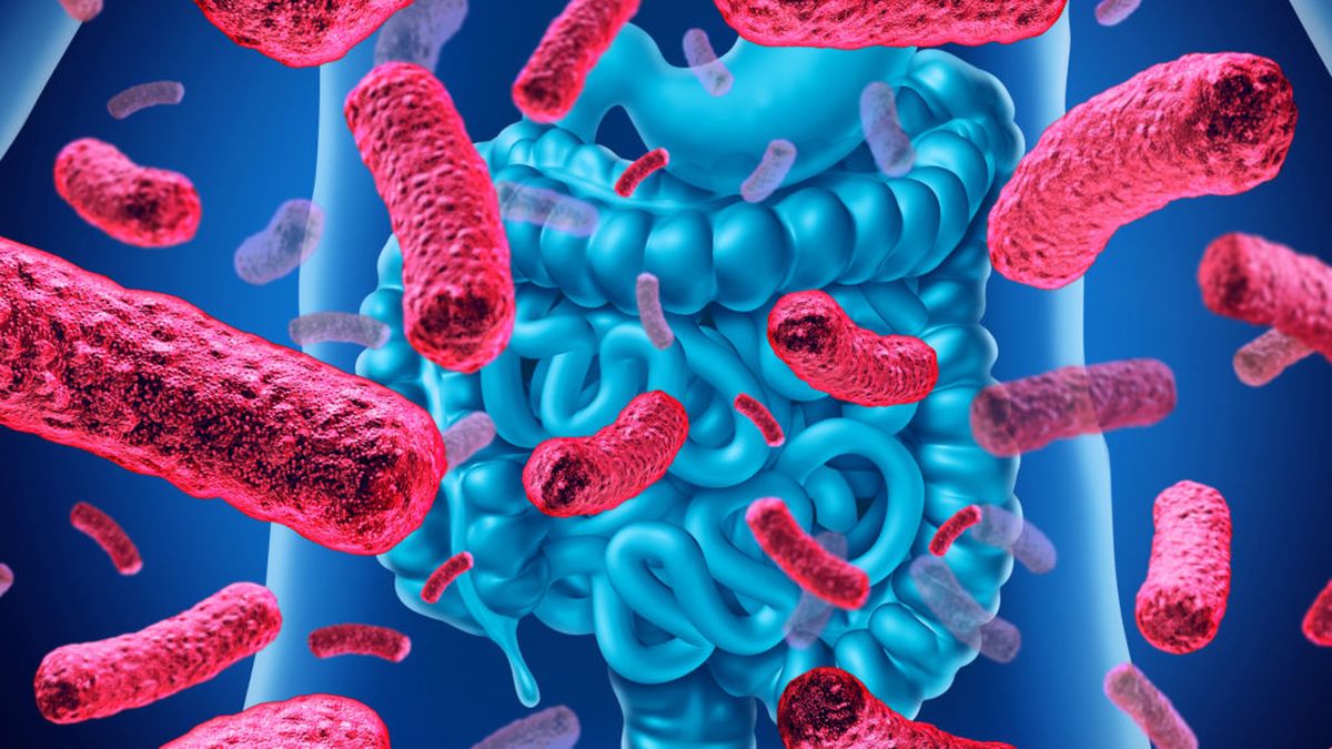 La microbiota intestinal cumple un rol clave en el sistema inmunológico
