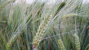 Exportaciones: la cebada argentina llegará a México