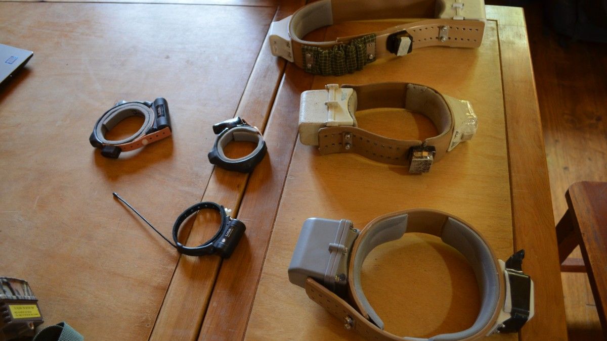 Collares con GPS para estudiar los movimientos de los animales y así relocalizarlos y asegurar la interacción entre las especies. (Foto: Eliana Braier)