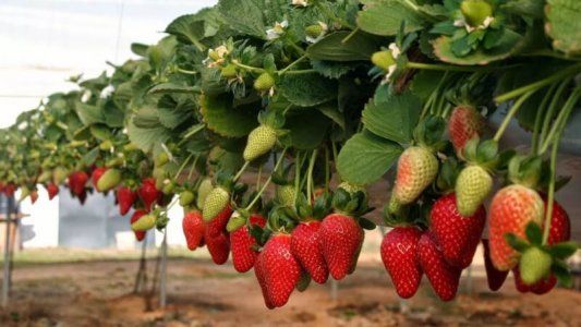 Cómo germinar semillas de frutilla: los mejores trucos