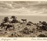 En 1871, un granjero abandonó cinco vacas en una isla alejada; 130 años después, científicos examinaron su ADN y quedaron helados