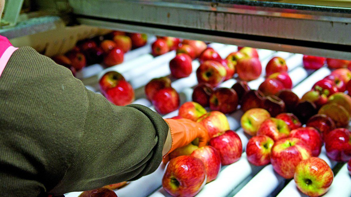Río Negro es el principal polo productor de manzanas en el país. 