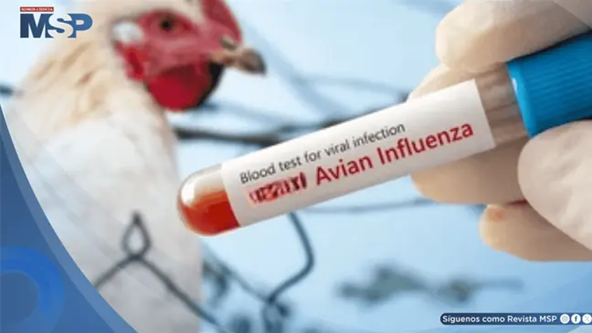 Aunque los virus H5 pueden infectar a humanos, la transmisión sigue siendo extremadamente rara y ocurre casi siempre tras contacto directo con animales infectados. Foto: Shutterstock.