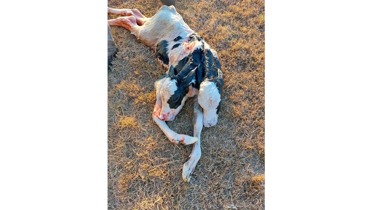 El insólito y trágico caso del ternero que nació con dos cabezas en un