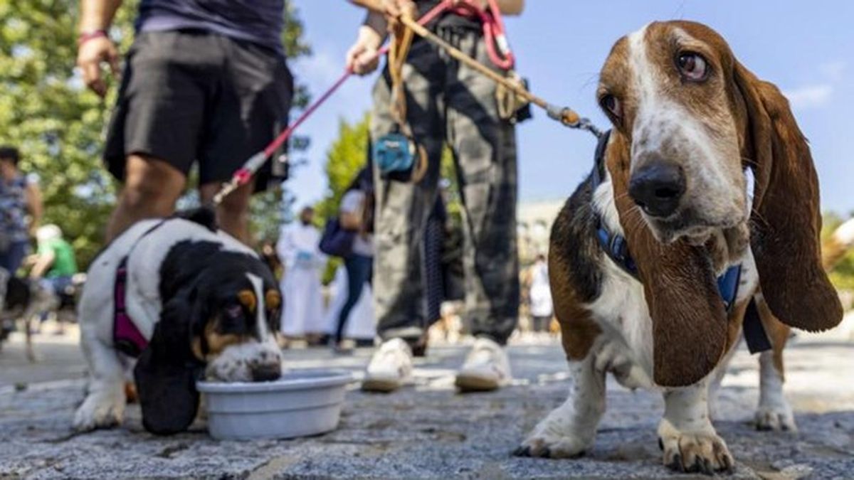 Seis consejos para cuidar a las mascotas maduras