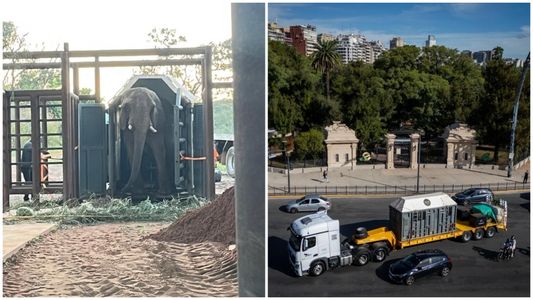 Pupy ya está en Brasil: así fue el conmovedor traslado de la última elefanta del Ecoparque