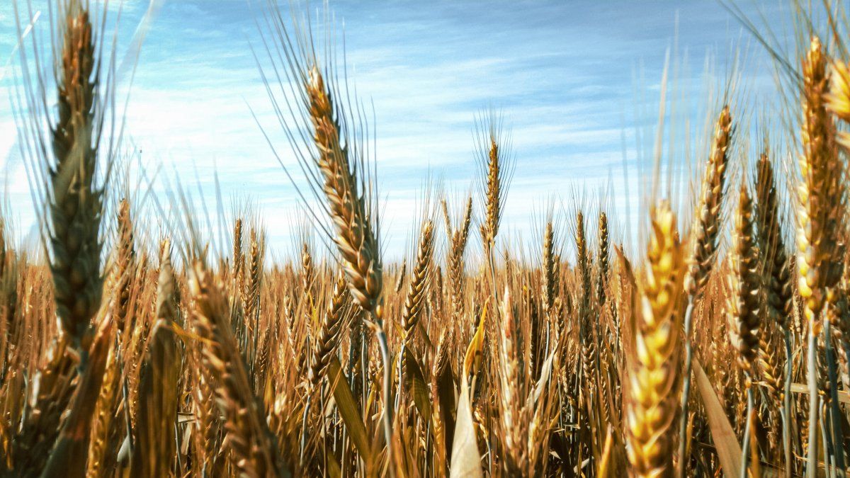 Golden wheat?  The campaign bets on the climate and goes for the record